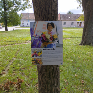 Výstava na stromech 